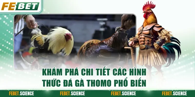 Khám phá chi tiết các hình thức đá gà Thomo phổ biến